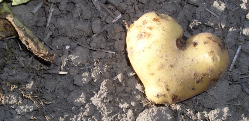 2022 week 31 Mooiste aardappel