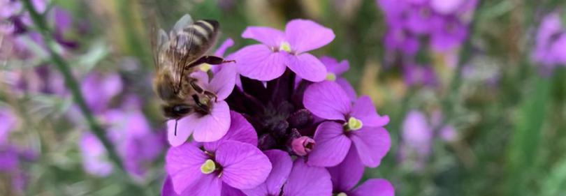 Volg de bijenboog: hele jaar voedsel voor bijen en vlinders