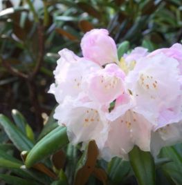 Rododendron en azalea snoeien en verzorgen (video)