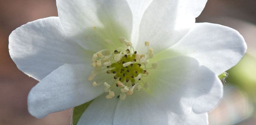 Hepatica nobilis var. pyrenaica ‘Alba’