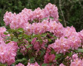 Rhododendron planten (video)