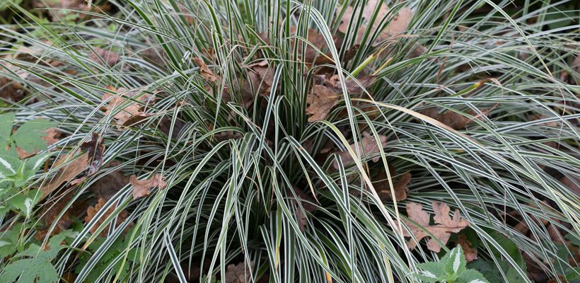 Carex oshimensis ‘Fiwhite’ (EVEREST’)