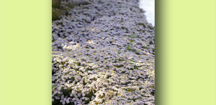 Aster ageratoides ’Stardust’