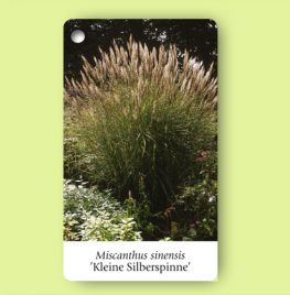 Miscanthus sinensis ’Kleine Silberspinne’