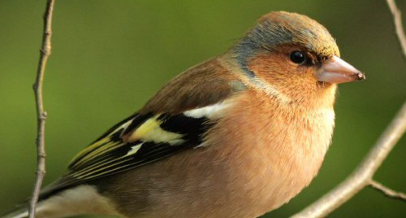 geluid vink