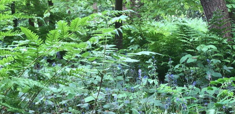 Een bos van draad - Blik op de tuin 1069/33/2022